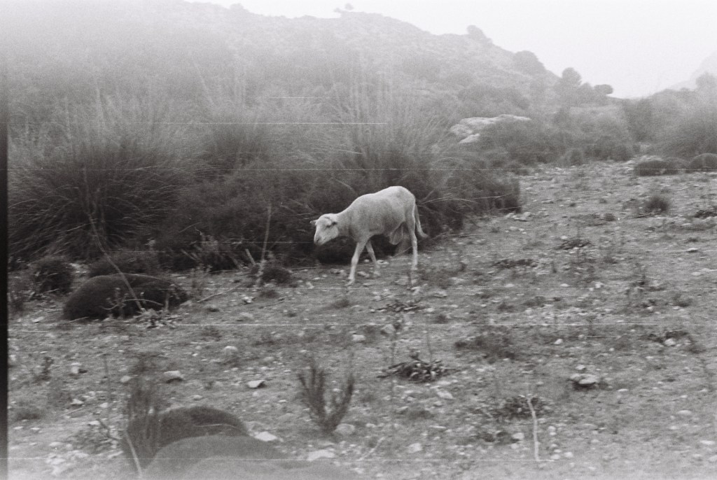 Desolation (low Mallorca)
